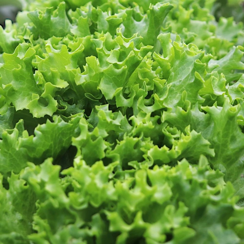 Semena Dubový Salát